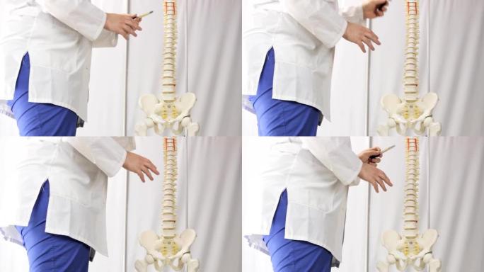 老师指向椎骨，人类脊柱的布局