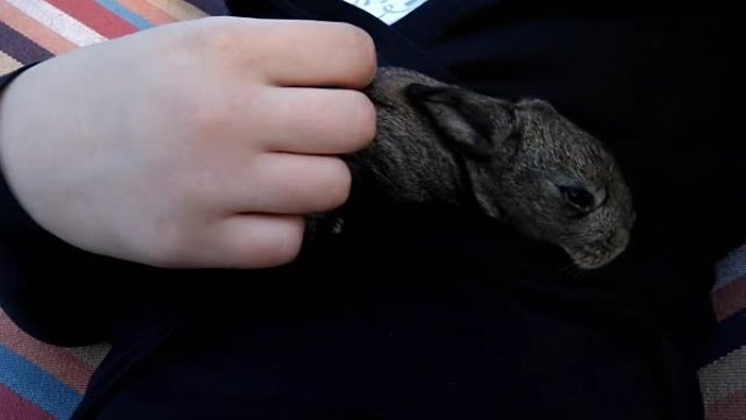 孩子们手臂上的小兔子。儿童护理动物。小兔子