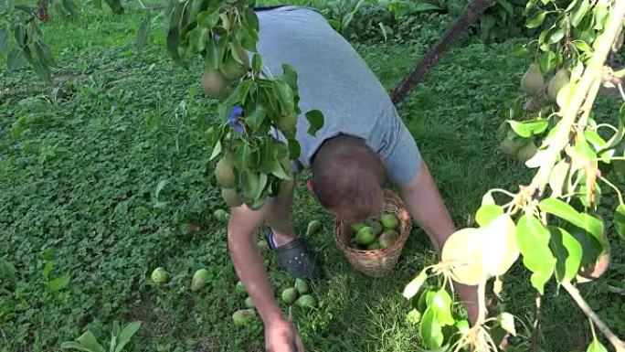 园丁男子在果树下采摘风水梨到柳条篮。全高清