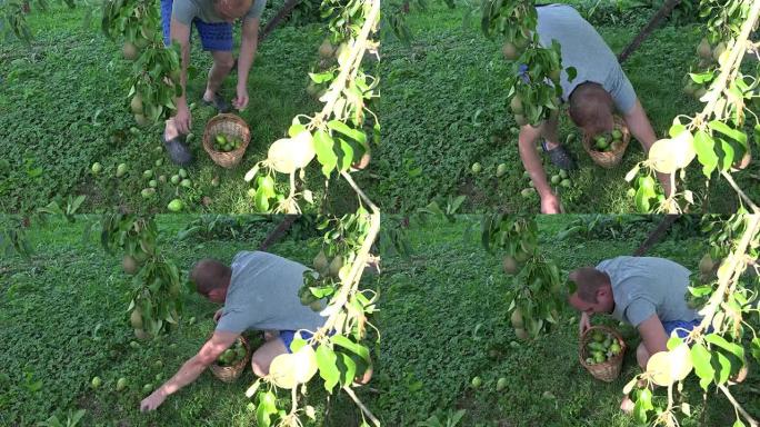 园丁男子在果树下采摘风水梨到柳条篮。全高清