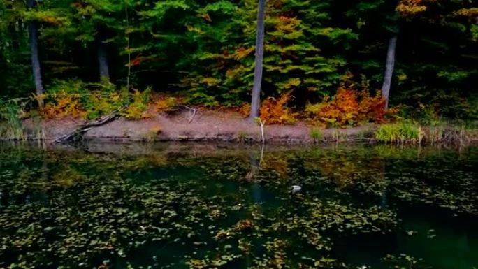 漂浮在覆盖着干叶的森林湖的绿水中的德雷克