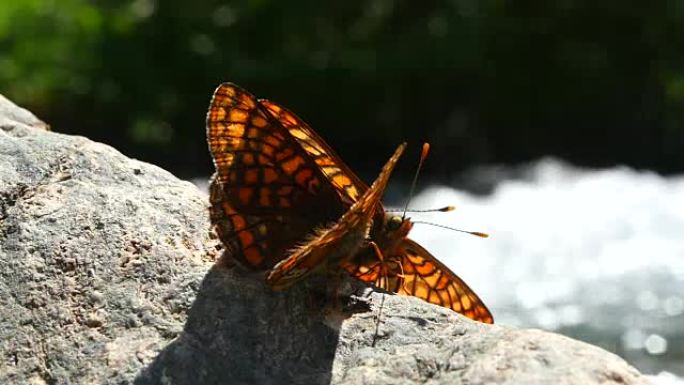 河边岩石上的蝴蝶