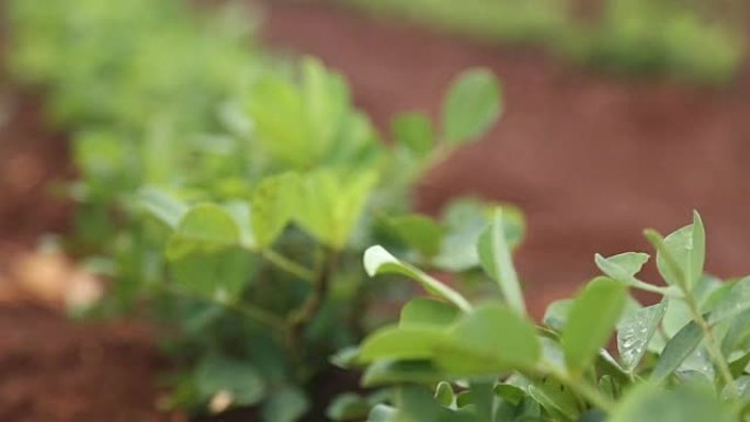 花生种植场