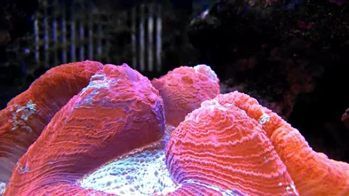 水族馆4k充满活力的珊瑚
