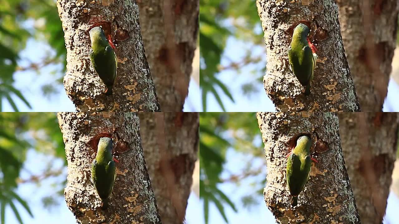 鸟铜匠巴贝 (Megalaima haemacephala) 钻树筑巢