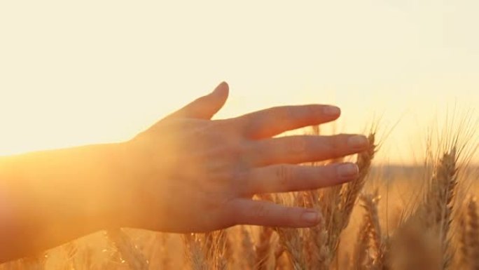 女人的手在日落时穿过麦田，抚摸麦穗