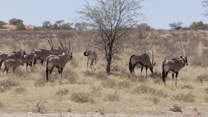 Gemsbok，Oryx gazella，Kgalagadi跨界公园