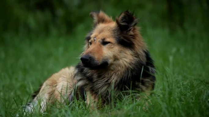 额头上有疤痕的牧羊犬的肖像