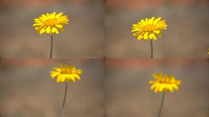 风中飘扬的黄色单雏菊
