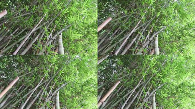竹树