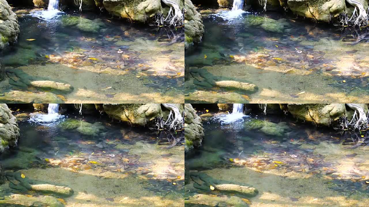 自然界瀑布流中的小池塘中的清水