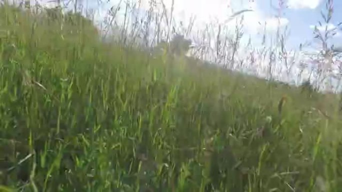 在夏天的草地上，用相机在高高的草丛之间移动。