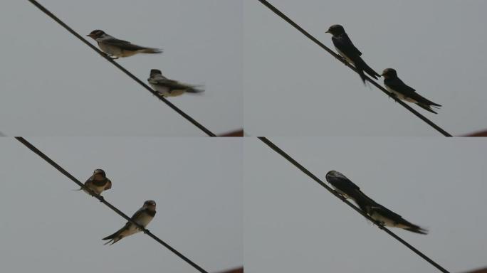 两只燕子坐在电线上同时从一侧到另一侧