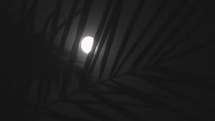 热带夜晚的满月，剪影棕榈树