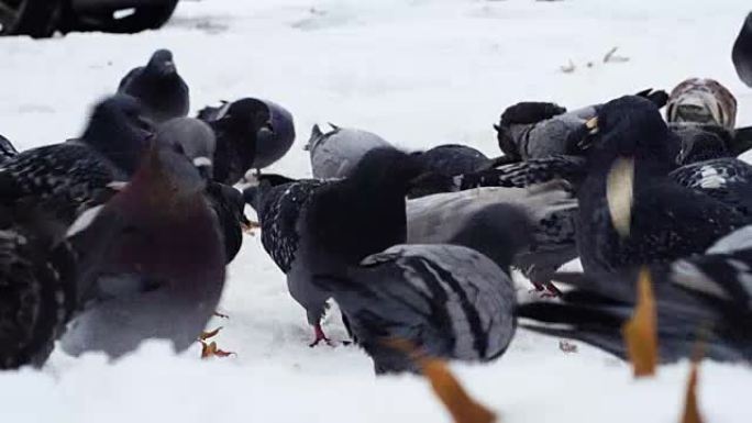 鸽子在雪地上觅食