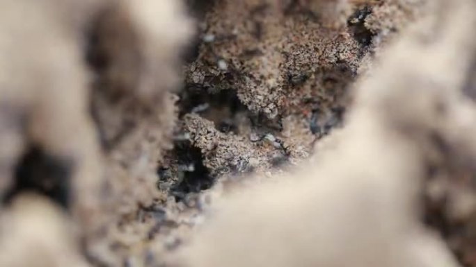 蚂蚁在巢中携带鸡蛋