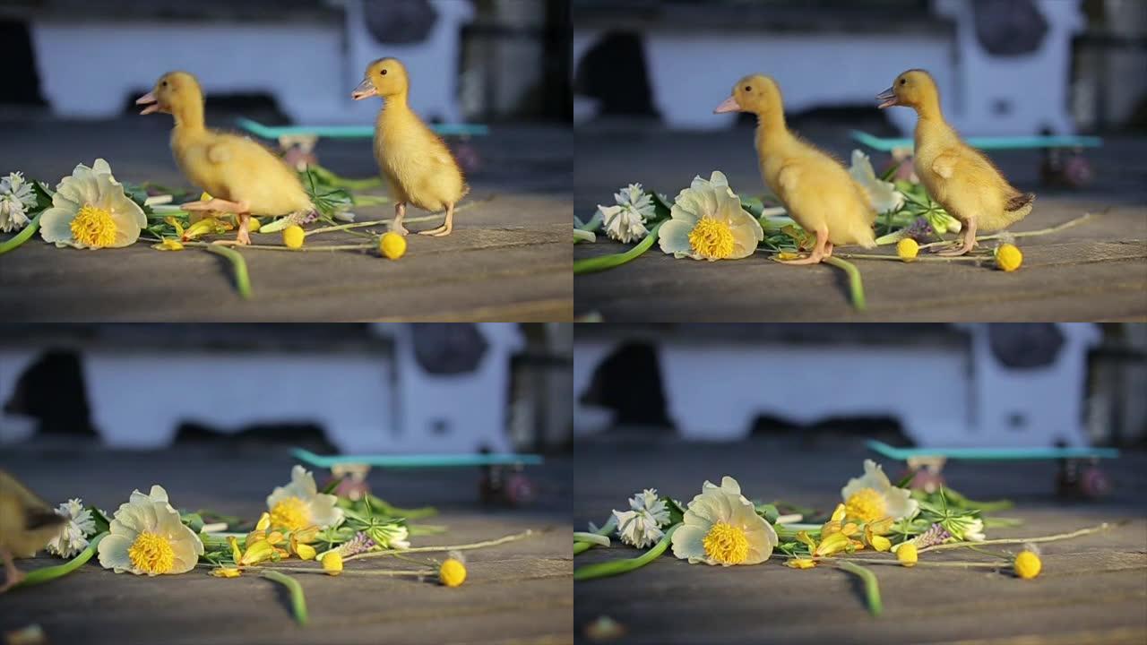 两只小小的黄色鸭嘴在花中行走