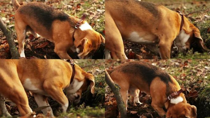 猎犬狗勤奋地想挖东西