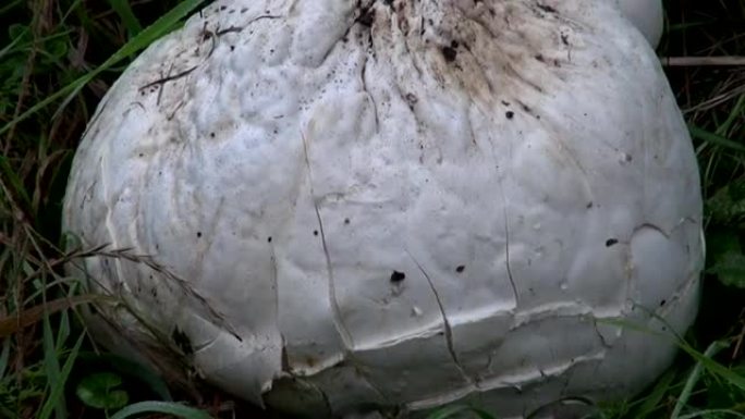 草丛中的蘑菇巨型马勃兰格曼尼亚大茶