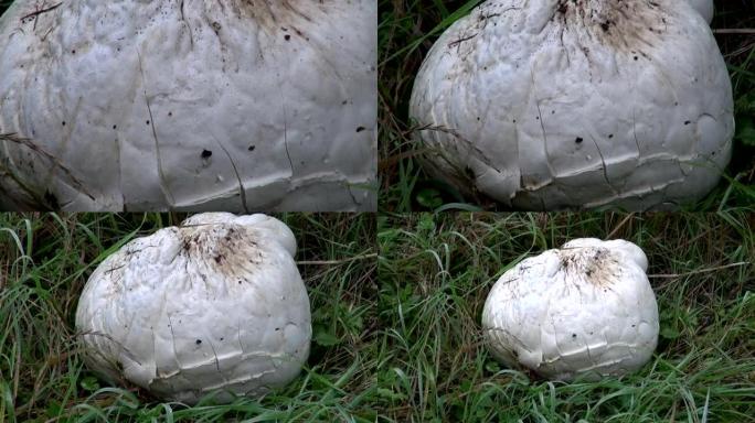 草丛中的蘑菇巨型马勃兰格曼尼亚大茶