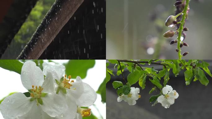 下雨天雨水落在树枝雨滴屋檐落下雨水古建筑