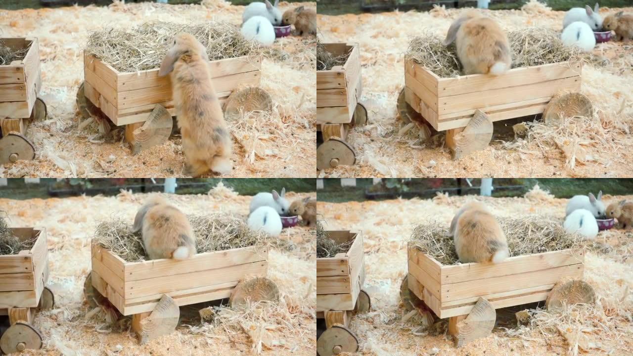 兔子以慢动作跳跃