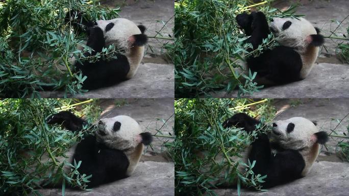 北京奥运熊猫在吃饭时高清。