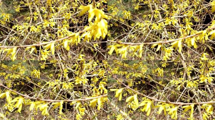 春天花园中的黄色连翘