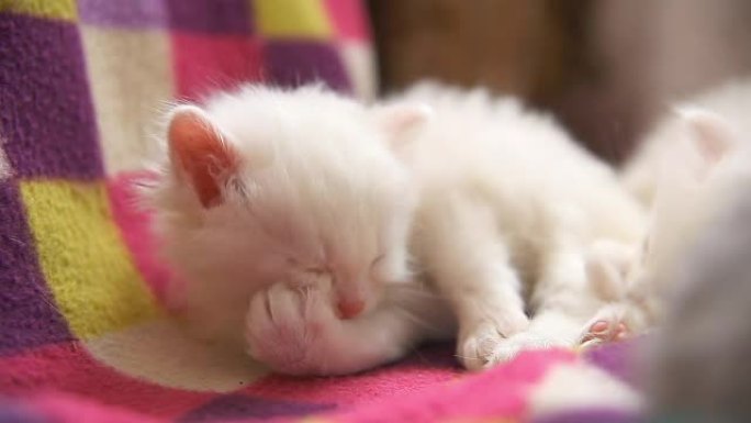 白色小猫在房间里洗澡睡觉特写