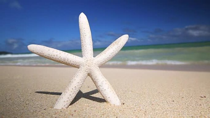 热带沙滩上的白色海星