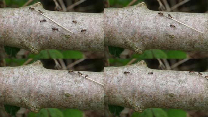 木蚁携带树枝