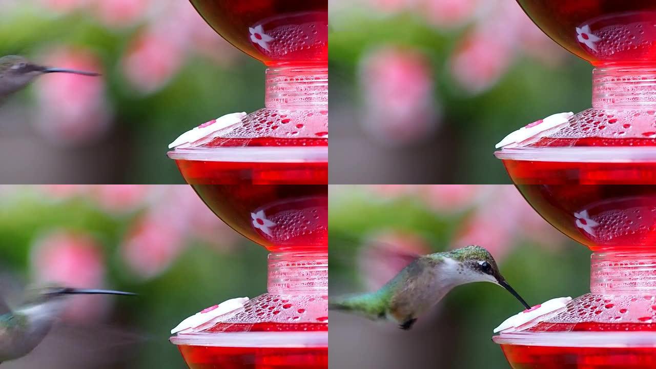 喂食器上的蜂鸟