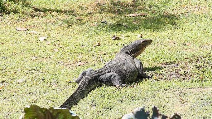 孟加拉巨蜥 (Varanus bengalensis) 吃鱼