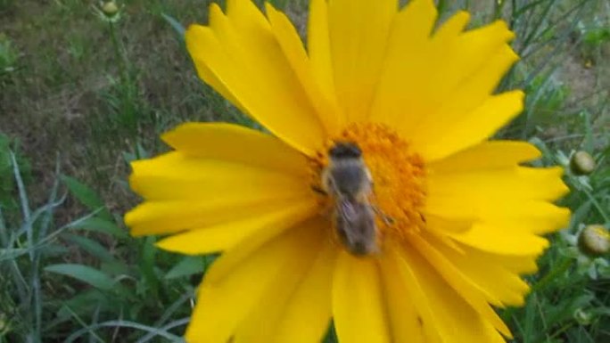 蜜蜂特写在金鸡菊-26s的亮黄色花朵上收集花粉
