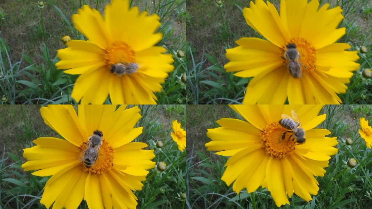 蜜蜂特写在金鸡菊-26s的亮黄色花朵上收集花粉