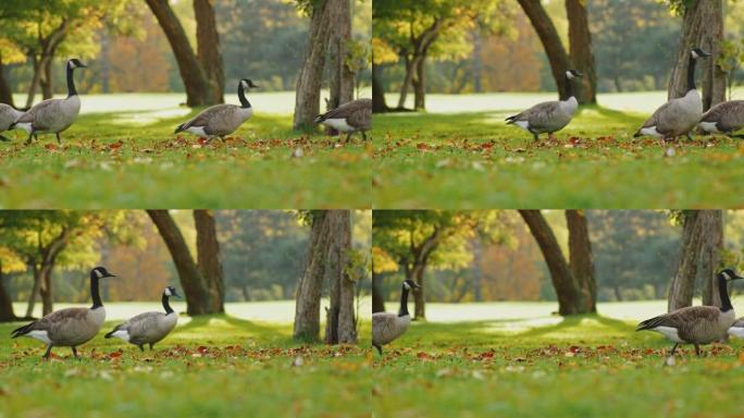 加拿大鹅有趣的是一条一条长长的队伍。在日落前晴朗的秋天，在绿色的草地上