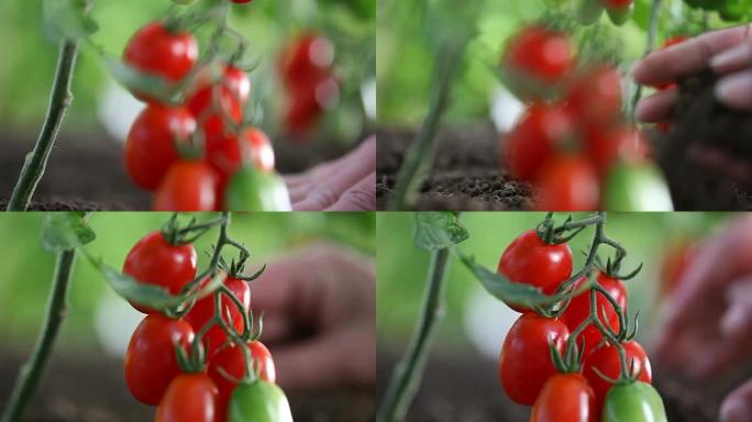 手工活樱桃番茄的土壤治愈菜园