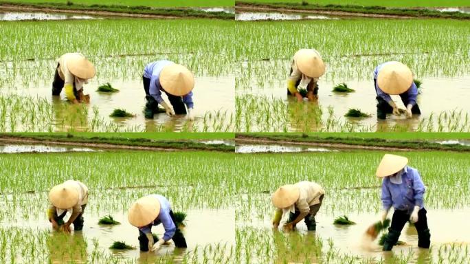 农民在田间种植水稻