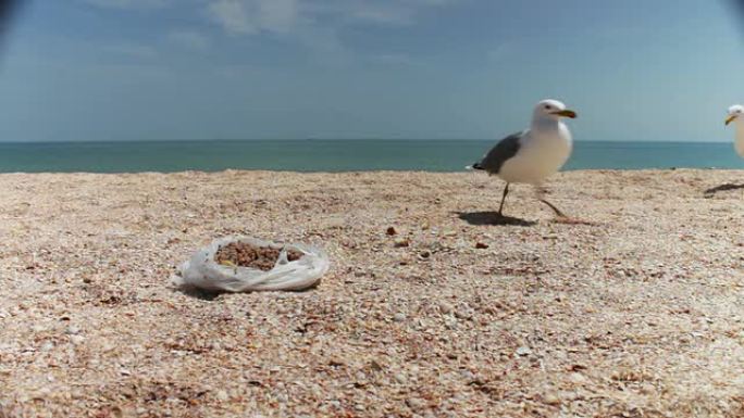沙滩上的海鸥聚集在一起觅食，互相喊叫，吃面包