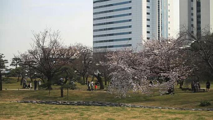 在Hamarikyuu公园的广场上拍摄的樱桃树