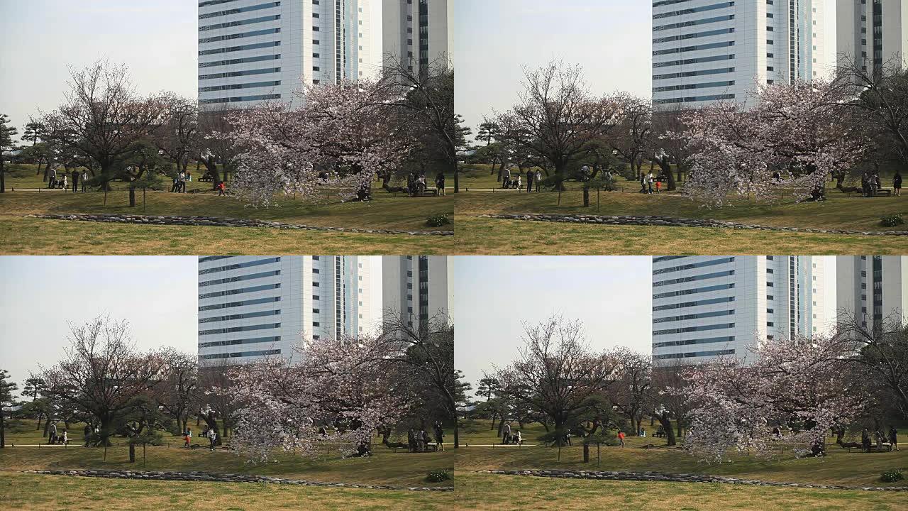 在Hamarikyuu公园的广场上拍摄的樱桃树
