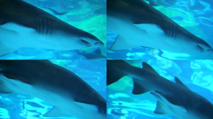 参差不齐的鲨鱼在游泳经过时靠近。大型捕食者鱼在头顶上方的水族馆中游泳。高清镜头