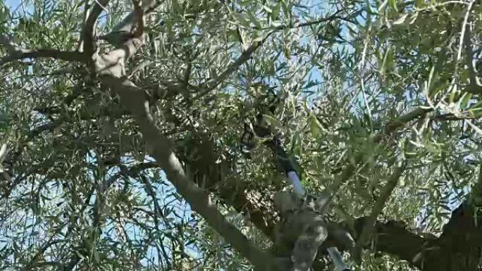 使用伸缩电机从树上采摘橄榄