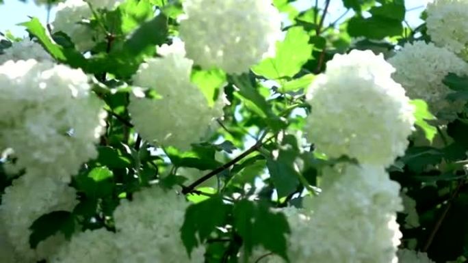 两个真实慢动作的白色绣球花视频