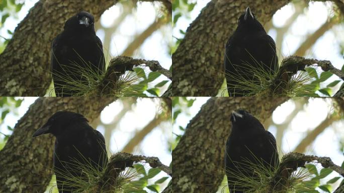 树中的乌鸦，乌鸦，黑鸟的低角度