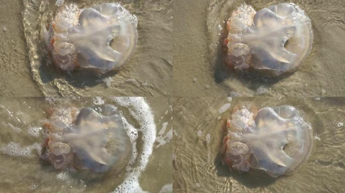 海滩上的大水母