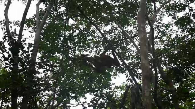 森林中的猩猩慢动作