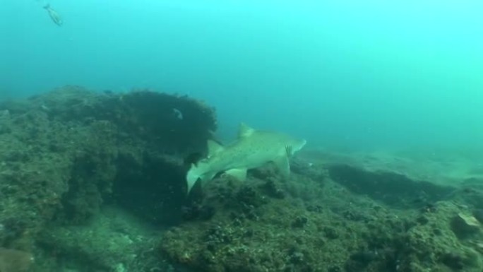 危险的公牛鲨 (Carcharhinus leucas) 水下视频