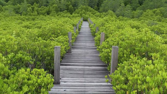 红树林，带木步道