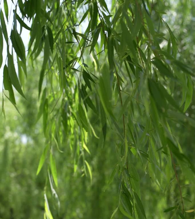 实拍夏天春风吹动柳树柳条摇摆